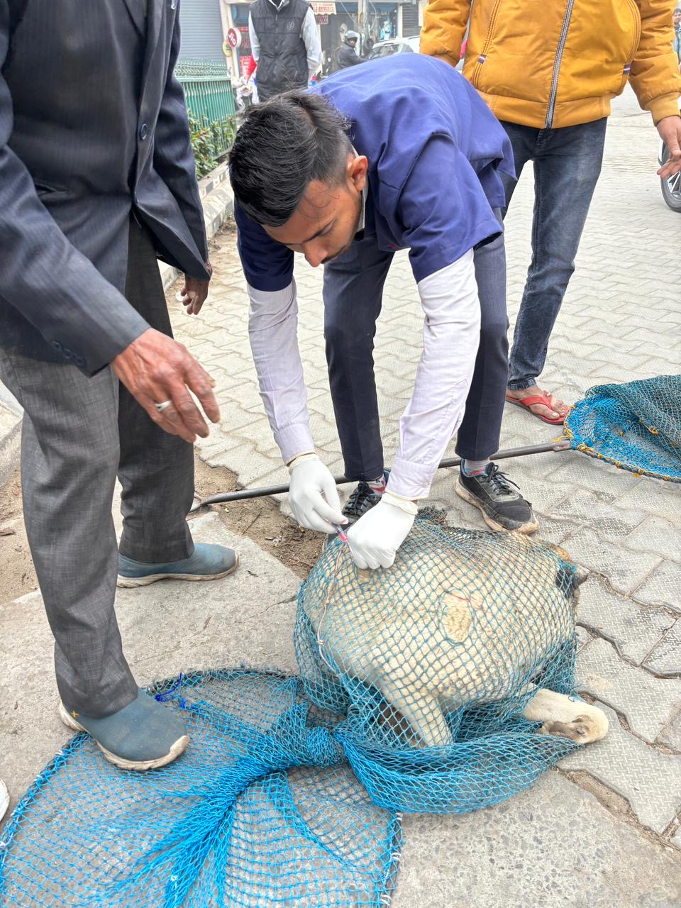 Anti-rabies vaccination campaign of dogs by Municipal Corporation in full swing